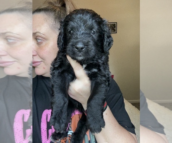 Medium Photo #19 Bernedoodle Puppy For Sale in BELMONT, NC, USA