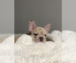 Small Photo #3 French Bulldog Puppy For Sale in GRIDLEY, CA, USA