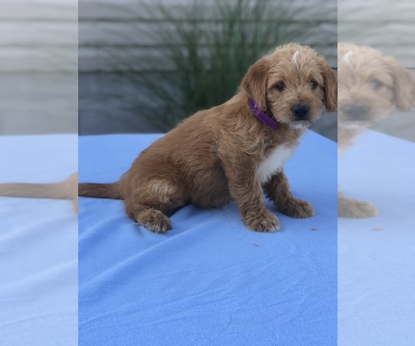 Medium Photo #5 Miniature Labradoodle Puppy For Sale in BOWLING GREEN, KY, USA