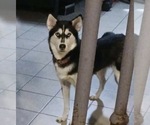 Small Photo #1 Siberian Husky Puppy For Sale in WILLOWBROOK, IL, USA