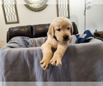 Puppy Buck Golden Retriever