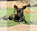 Small Photo #2 Chiweenie Puppy For Sale in La Verne, CA, USA