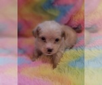 Small Photo #82 Yorkshire Terrier Puppy For Sale in AKRON, OH, USA
