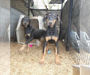 Doberman Pinscher Puppy for sale in TEMECULA, CA, USA