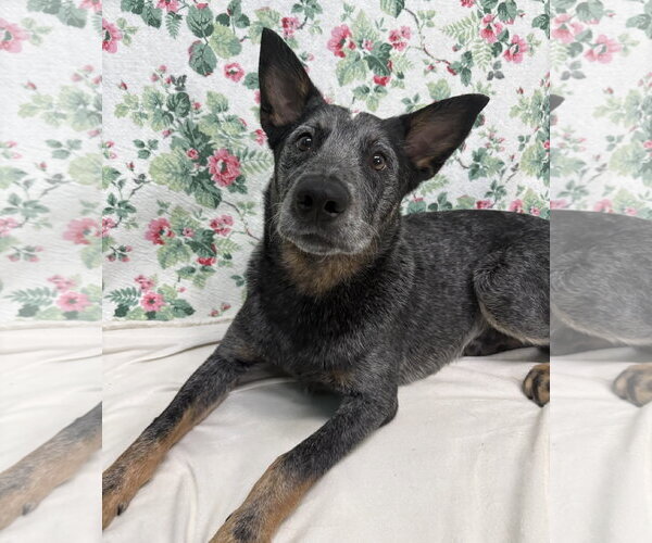 Medium Photo #1 Mutt Puppy For Sale in Wetumpka, AL, USA