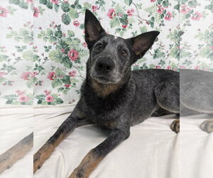 Mutt Dogs for adoption in Wetumpka, AL, USA