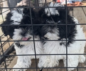 Shih Tzu Puppy for sale in SPIRIT LAKE, IA, USA