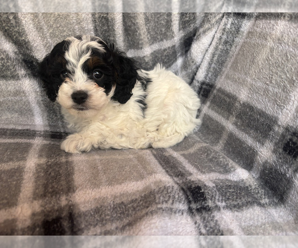 Medium Photo #3 Cavapoo (Miniature) Puppy For Sale in SPRING HILL, TN, USA