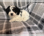 Small #2 Cavapoo (Miniature)