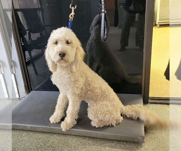 Medium Photo #1 Goldendoodle Puppy For Sale in Glendale , AZ, USA