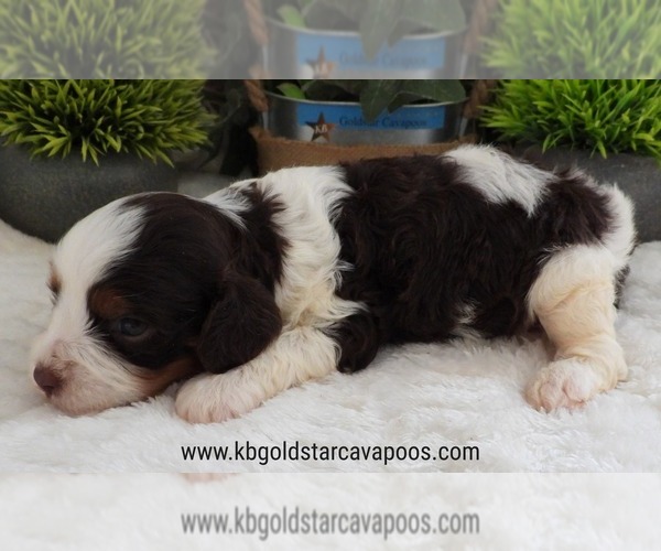 Medium Photo #3 Cavapoo Puppy For Sale in CARLISLE, KY, USA