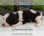 Small #2 Cavapoo