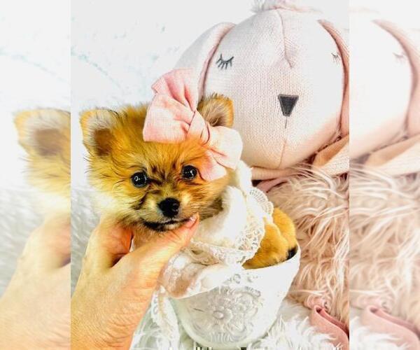 Medium Photo #11 Pomeranian Puppy For Sale in DELRAY BEACH, FL, USA