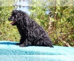 Small #5 Poodle (Toy)