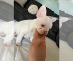 Small French Bulldog