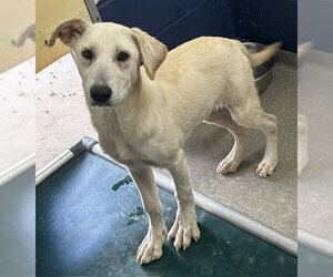 Great Pyrenees-Unknown Mix Dogs for adoption in Sterling, MA, USA