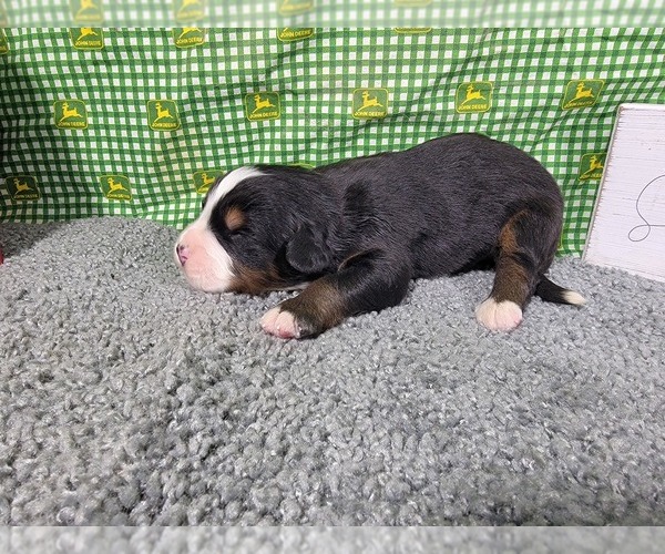 Medium Photo #12 Bernese Mountain Dog Puppy For Sale in BLACK FOREST, CO, USA