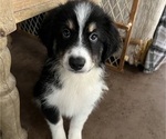 Puppy Puppy 3 Australian Shepherd