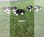 Small Photo #3 Pembroke Welsh Corgi Puppy For Sale in BURLEY, ID, USA