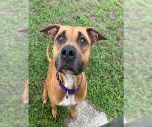Black Mouth Cur-Unknown Mix Dogs for adoption in Ocala, FL, USA