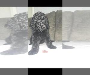 Goldendoodle Litter for sale in MANTECA, CA, USA