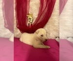 Small Photo #4 Siberian Husky-Siberian Husky Mix Puppy For Sale in VALRICO, FL, USA