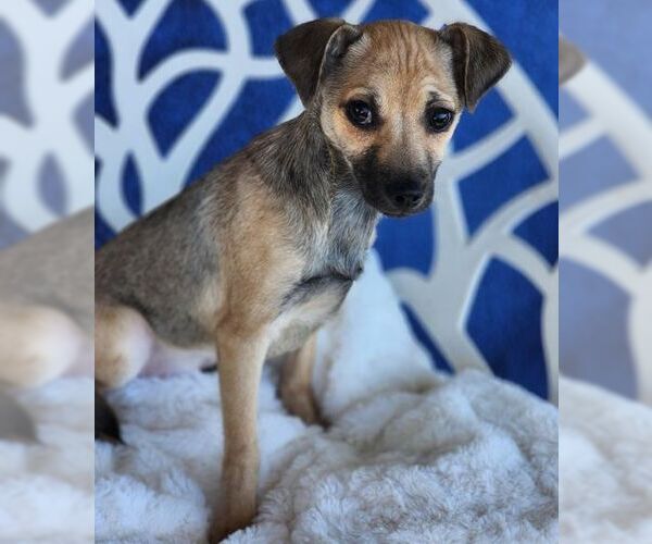 Medium Photo #3 Chihuahua Puppy For Sale in Chino Hills, CA, USA