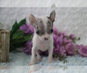 Chihuahua Puppy for sale in MIAMI, FL, USA