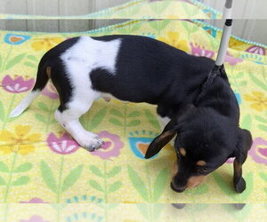 Dachshund Dogs for adoption in Mountain View, MO, USA