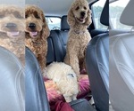 Small #14 Goldendoodle