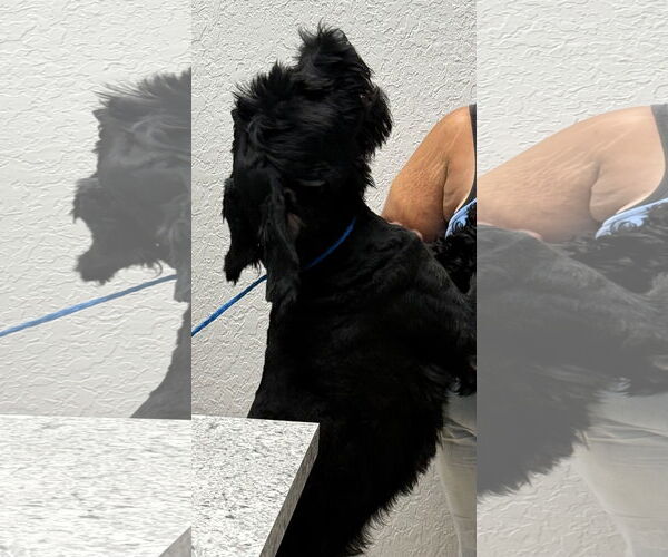 Medium Photo #3 Mutt Puppy For Sale in Valrico, FL, USA