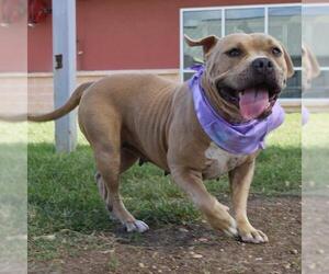 American Staffordshire Terrier-Unknown Mix Dogs for adoption in San Antonio, TX, USA