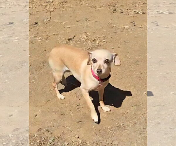 Medium Photo #4 Chihuahua-Unknown Mix Puppy For Sale in Fallbrook, CA, USA