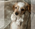 Puppy Puppy 1 Dachshund