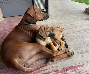 German Shepherd Dog-Rhodesian Ridgeback Mix Puppy for sale in FAIRVIEW HTS, IL, USA