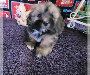 Lhasa Apso Puppy for sale in JAY, OK, USA