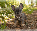 Puppy Moana French Bulldog