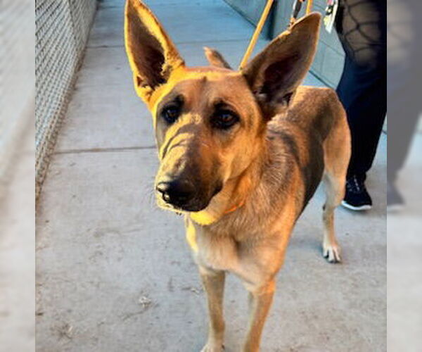 Medium Photo #1 German Shepherd Dog Puppy For Sale in Modesto, CA, USA
