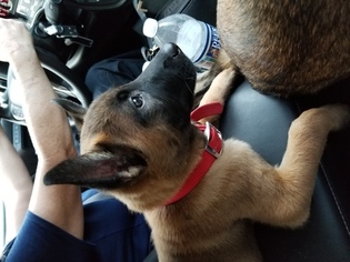 Belgian Malinois Puppy for sale in CHARLESTON, WV, USA