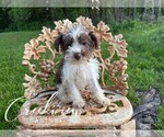 Puppy Frida Schnauzer (Miniature)