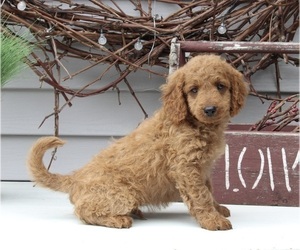 Goldendoodle (Miniature) Puppy for sale in SUGARCREEK, OH, USA