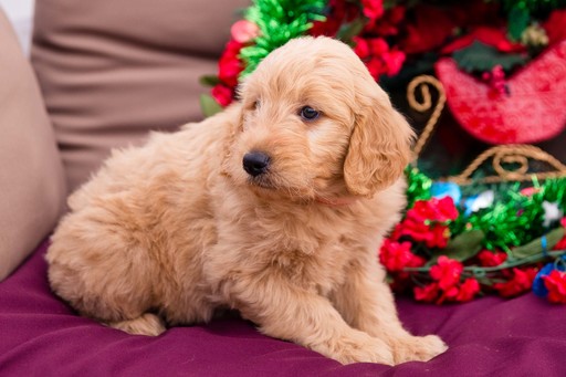 Medium Photo #2 Goldendoodle Puppy For Sale in NEW PITTSBURGH, OH, USA