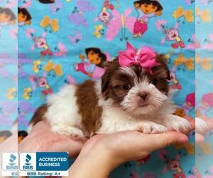 Shih Tzu Puppy for sale in WINNSBORO, LA, USA