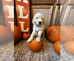Small Photo #3 Goldendoodle Puppy For Sale in ADA, OK, USA