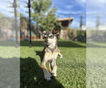 Small #2 Chihuahua Mix