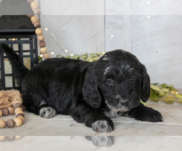 Medium Photo #1 Miniature Labradoodle Puppy For Sale in SUGARCREEK, OH, USA