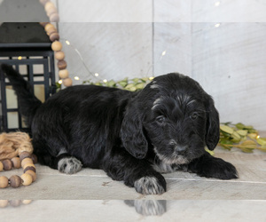 Medium Miniature Labradoodle