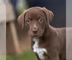 Small #3 Dalmatian-Labrador Retriever Mix