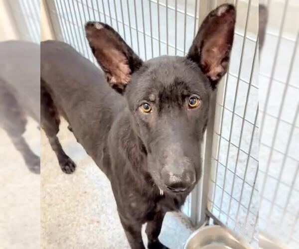 Medium Photo #3 Shepradors Puppy For Sale in Houston, TX, USA