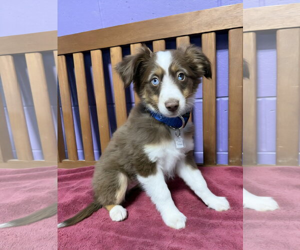 Medium Photo #3 Australian Shepherd-Unknown Mix Puppy For Sale in Genesee, WI, USA